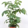Schefflera 'Amate'